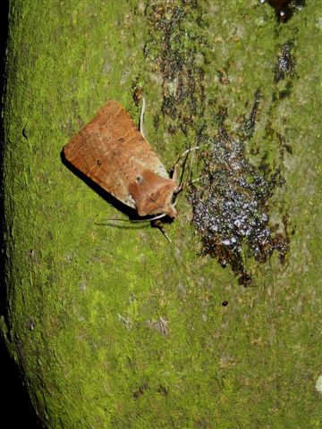 Foto: Jan Scheffers 01-03-2012