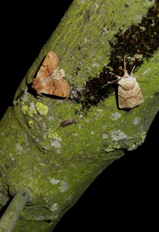 Foto: Jan Scheffers; Bloedbergduin 13-03-2012