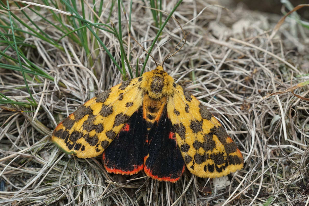 Foto: Jeroen Voogd; 13 juni 2014; Veluwe