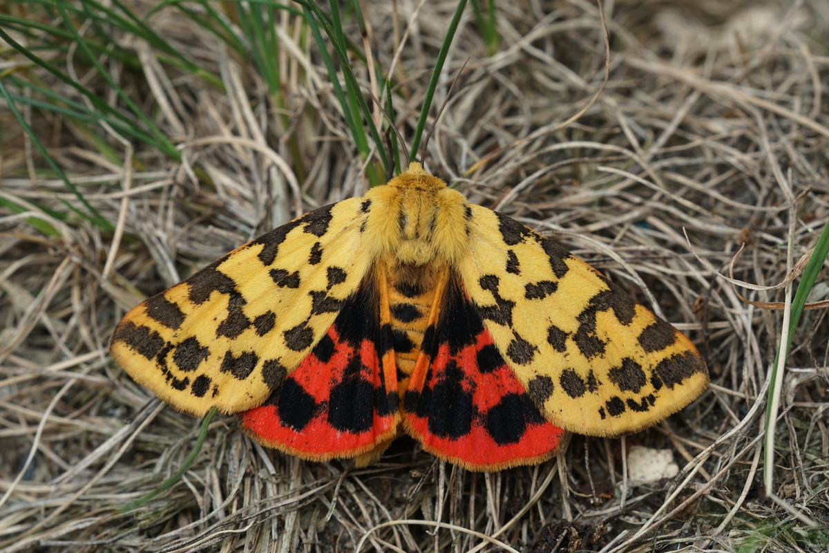 Foto: Jeroen Voogd; Veluwe