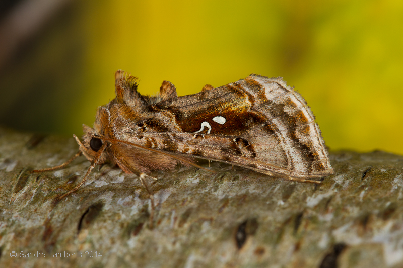 Foto: Sandra Lamberts