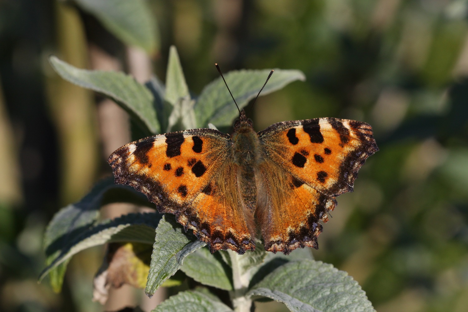 Foto: Harry Groenink